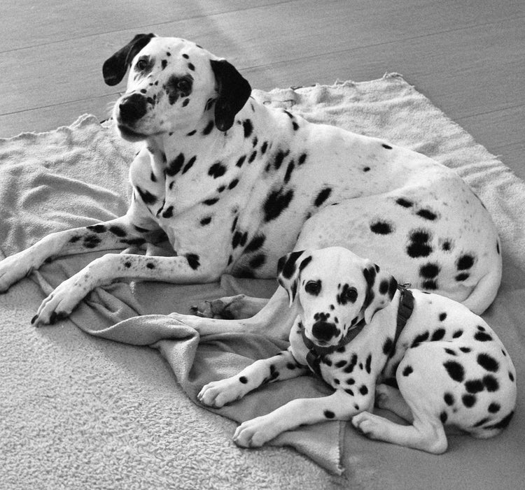 Boa & Davina - LiNBW.